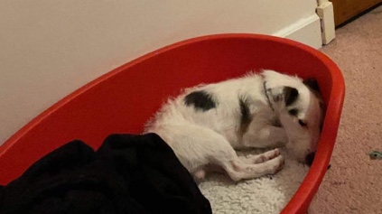 Jack Russell Terrier – jack Russell for sale £600