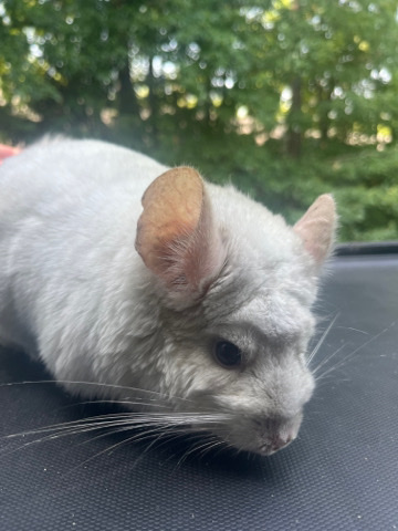 Any – Pink white chinchilla!