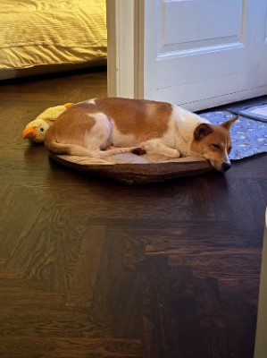 A mixedbreed dog Goldie is looking for a home – Haderslev