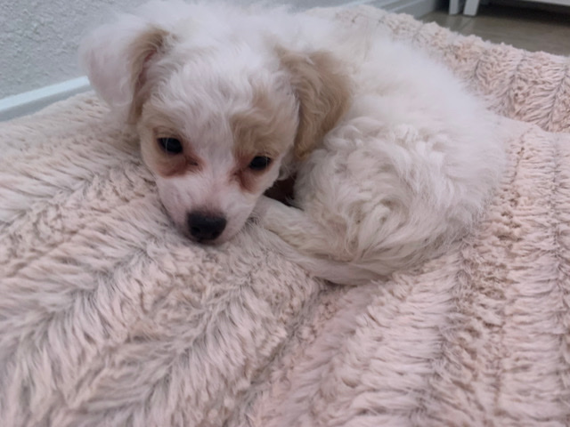 Poodle – mini/toy poodle, killeen tx