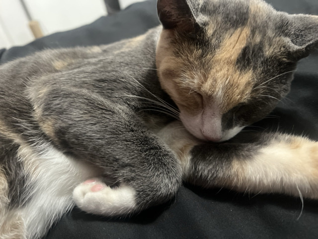Friendly 5-Month-Old Kitten Available in Hialeah – Hialeah