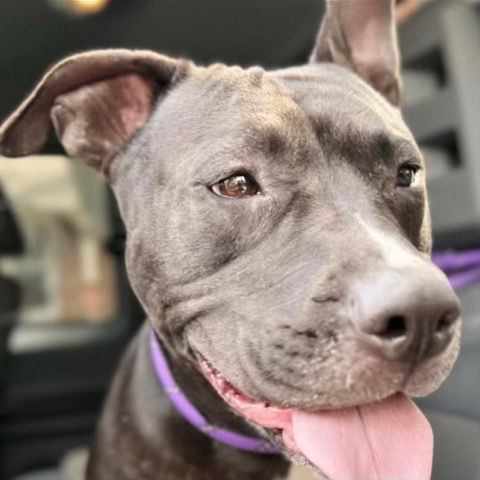 American Pit Bull Terrier – Nymeria