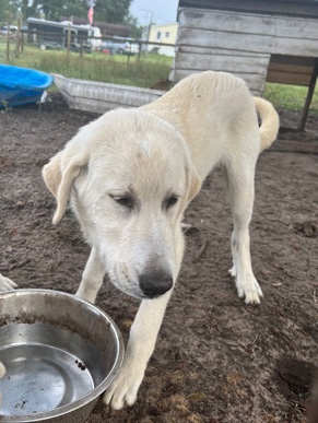 Great Pyrenees – Anatolian Shepherd & Great Pyrenees mix