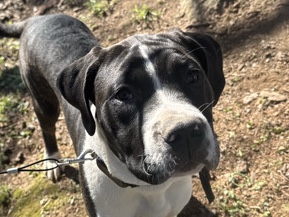 Cane Corso – cane corso – Hanover