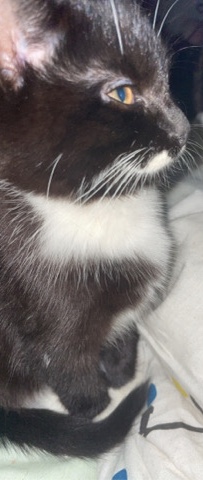 American Shorthair – black white kitten
