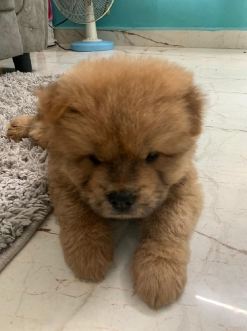Chow Chow – Chow chow puppy for sale