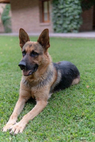 German Shepherd – I sell dogs at affordable and reliable price
