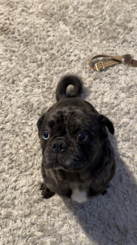 Pug – French pug brindle (maverick)
