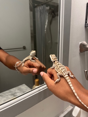 Beautiful baby female bearded dragon