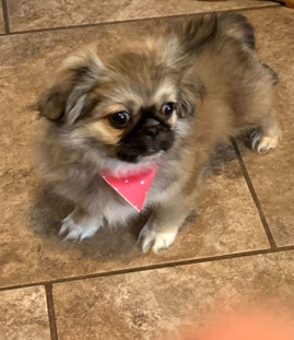 Bella for a Christmas present 🎄