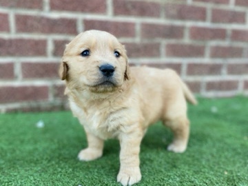 Golden Retriever – Golden Retriever puppies!!! – Marshville