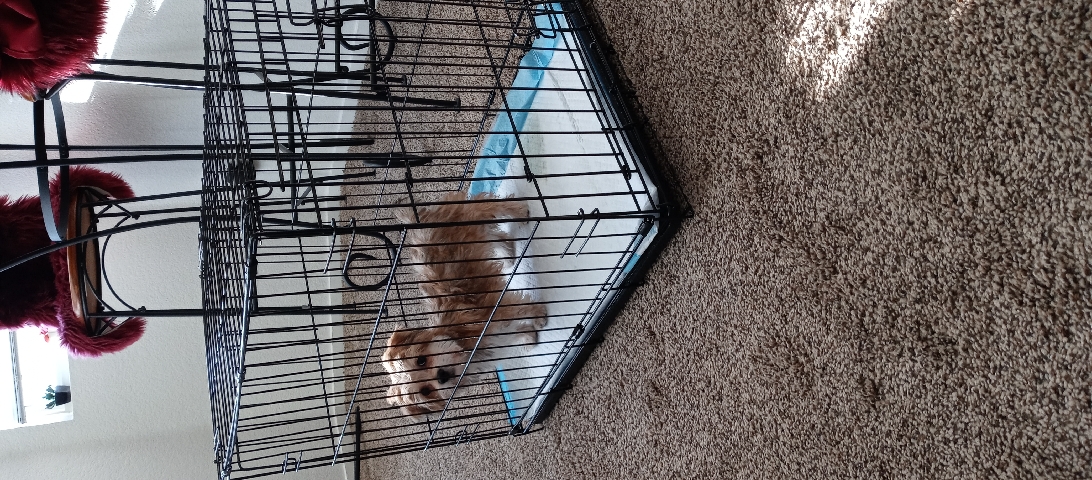 Yorkshire Terrier β Most adorable and lovable pup needs new home