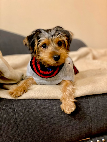 Yorkshire Terrier – sweet Yorkie