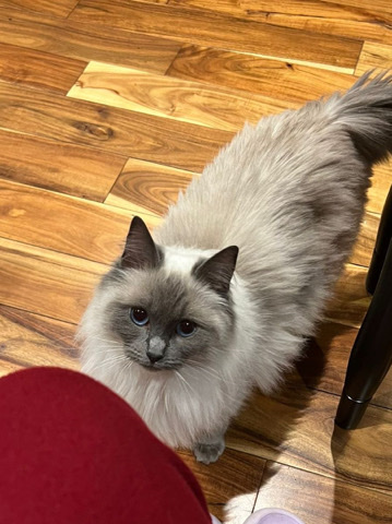 Ragdoll – Ragdoll female cat and kittens