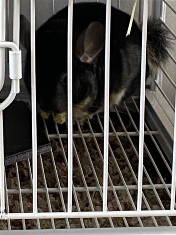 chinchilla – Chinchilla and cage