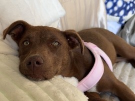 Mixed Breed – Rehoming Beautiful Puppy – Reno