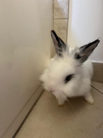 Lionhead – bunny rabbit