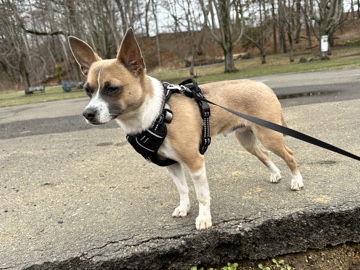 friendly chi/mix dog 