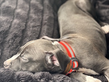 American Pit Bull Terrier – American terrier pit bull – Norfolk