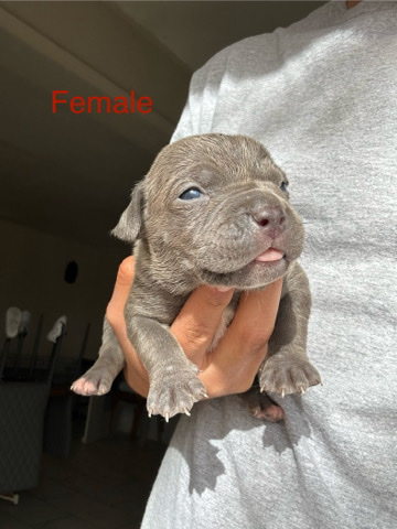 Pocket bully’s