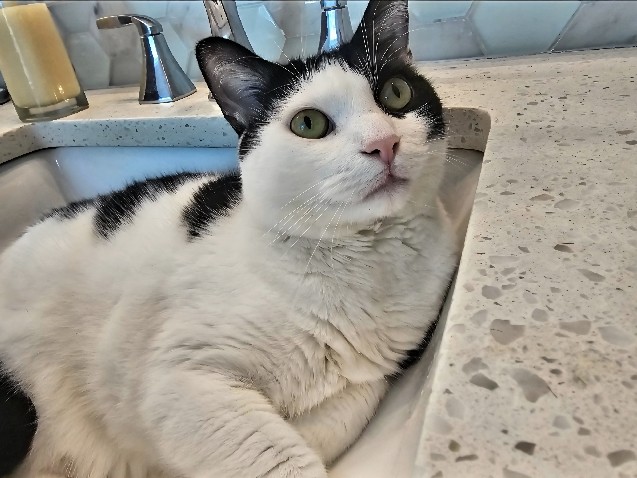 professional snuggler cat looking for loving human – Marietta