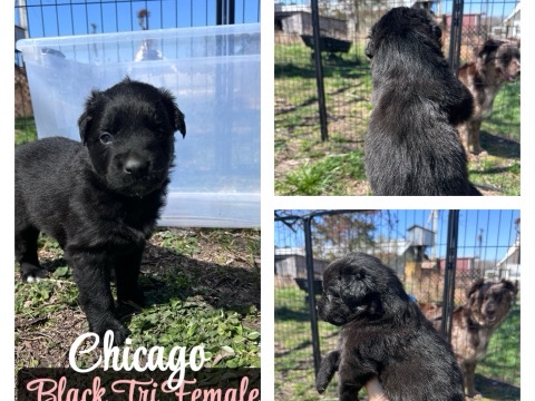 Australian Shepherd – Australian Shepherd Puppy – Suffolk