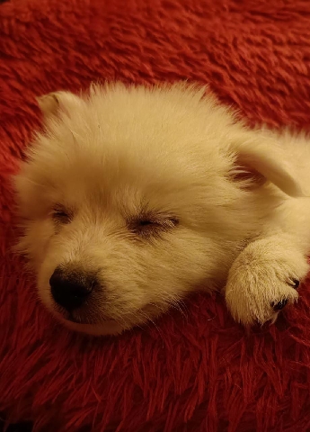 Pomeranian – dog for sale bread pomeranian. 42 days puppy
