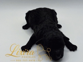 Poodle – Mila-Toy poodle female – Sumter