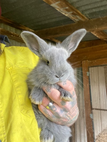 Pet Flemish giant rabbits