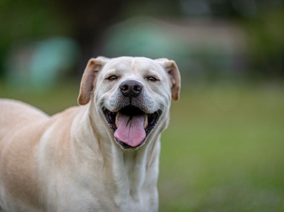Labrador Retriever – Needs a new home – Port Saint Lucie
