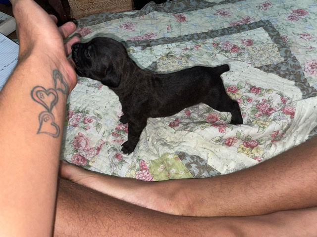 Cane Corso – Beautiful Cane Corso Pups
