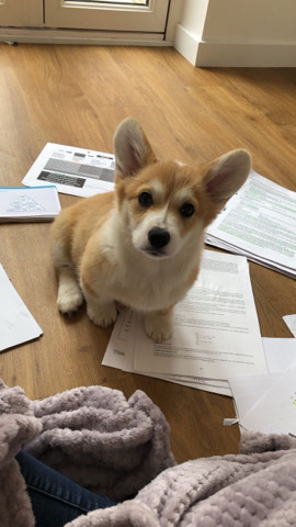 Pembroke Welsh Corgi – Corgi pup needs a new befitting home