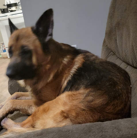 German Shepherd – Registered German Shepherd
