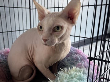 Sphynx – 2 Male Sphynxs – Jeffersonville