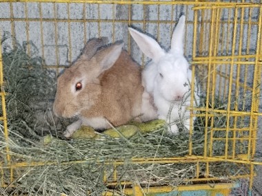 Others - b.venktesh  available for adoption in Hyderabad