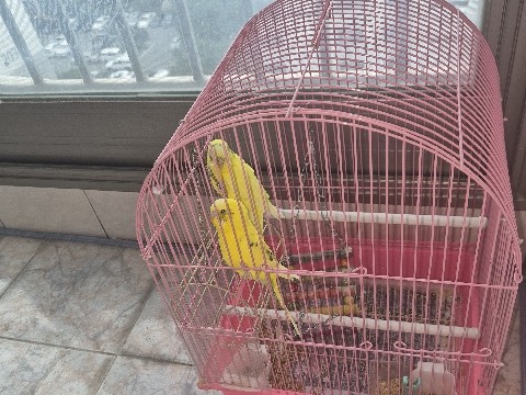 Budgerigar – 사랑앵무 분양 – 김해시