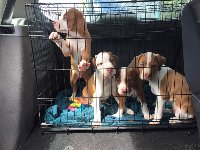 American Bulldog – American Bully puppies for sale