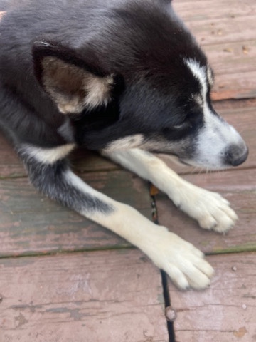 husky dog