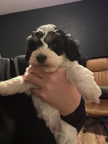 Poodle – Havapoo Puppies
