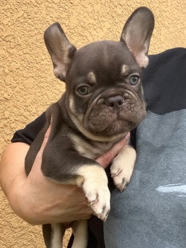 French Bulldog – French Bulldog Male