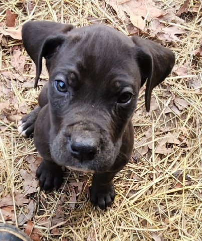 Great Dane – Great Dane