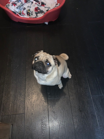 Pug – male pug