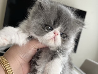 Persian (Modern) – 3 Persian dollface kittens – Fremont