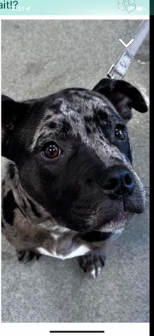 American Pit Bull Terrier – xl bully pup for sale