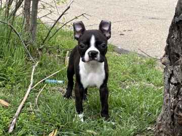 Boston Terrier – ACA Boston Terrier – Grand Prairie