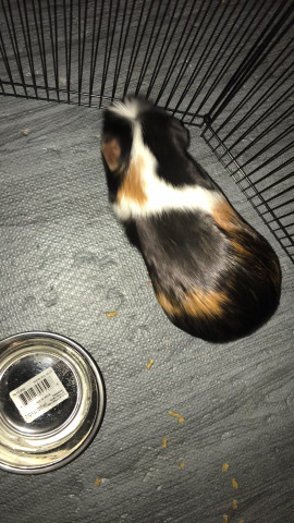 Guinea Pig Thor ♥️