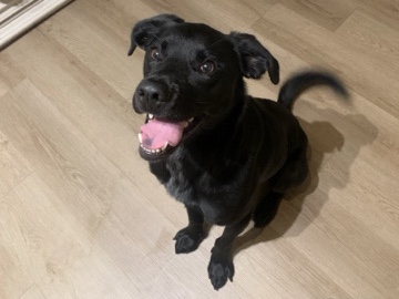 Labrador Husky – Need to re-home my sweet boy – Denver