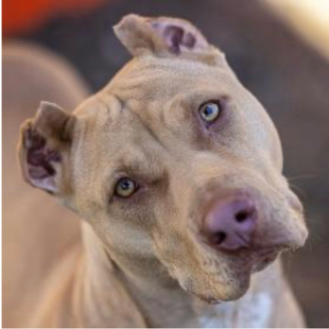 American Pit Bull Terrier – Selena Gomez