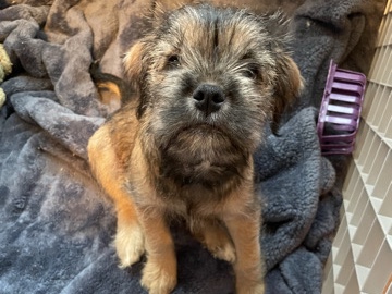 Mixed Breed - pup for sale available for adoption in Brockton