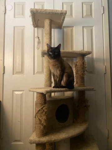 Siamese – Siamese Male cat